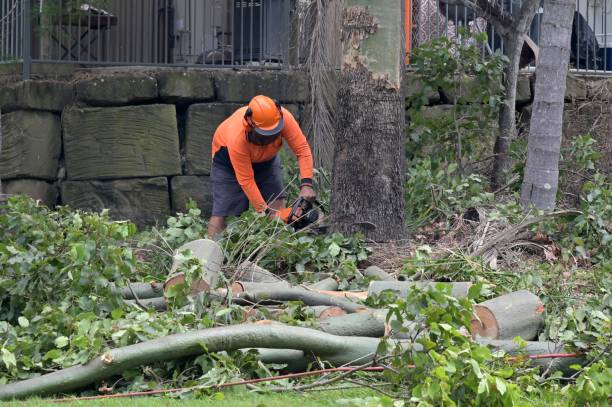 Kaysville, UT Tree Services Company